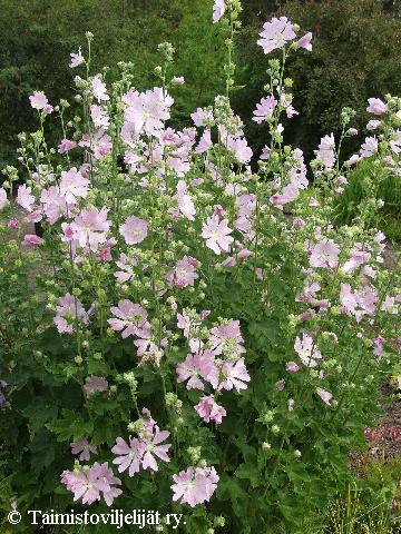 Lavatera thuringiaca